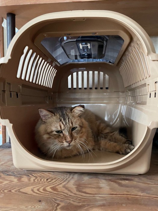キャリーに入る猫