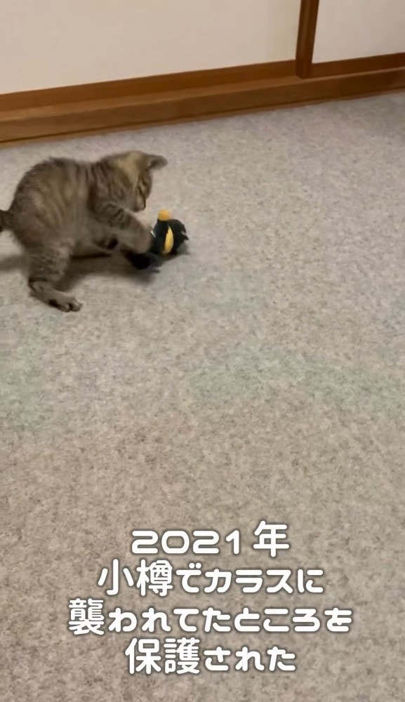 ぬいぐるみで遊ぶ子猫