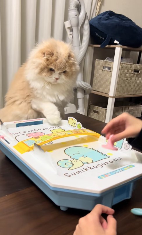 エアホッケーの台を見つめる猫と画面手前に落ちているパック