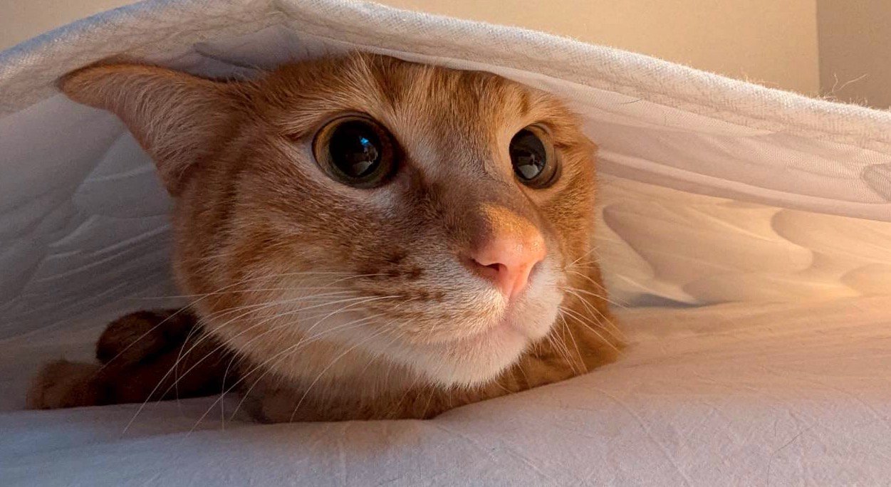 シーツの下から外を眺める茶トラ猫