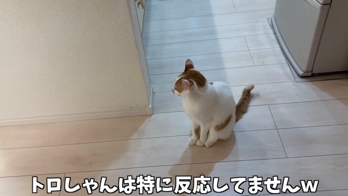 そっぽを向く茶トラ白