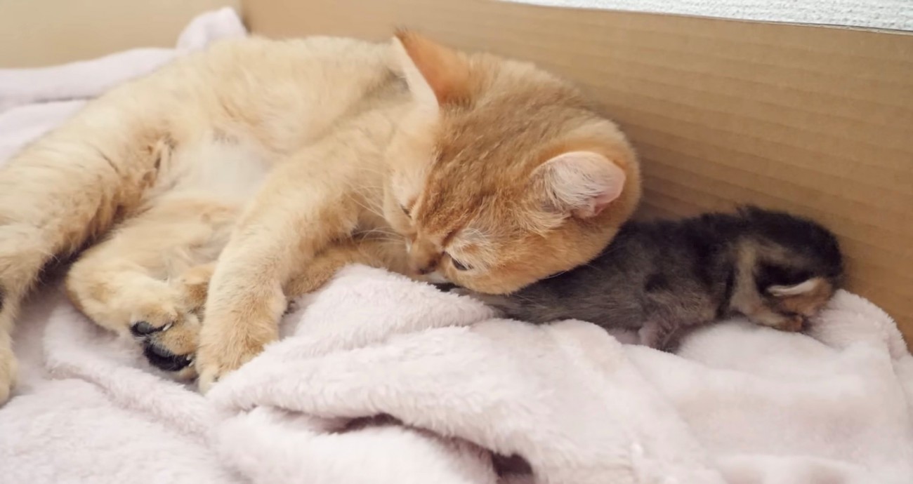 母猫の頭から抜けようとする子猫