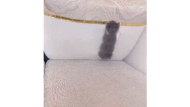 ソファにいる猫