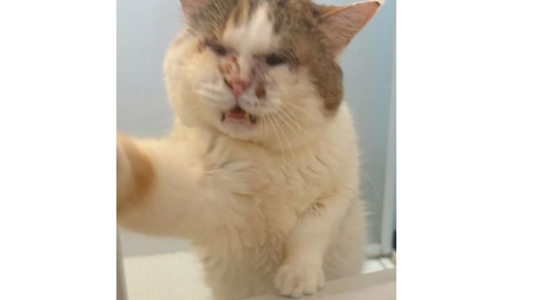 お風呂場にいる猫