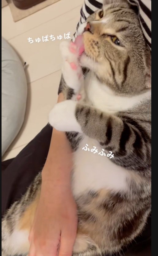 手を舐める猫
