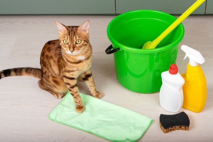 猫と消毒液