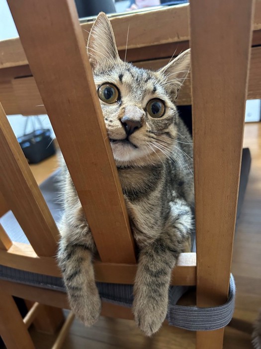 椅子から覗き込むキジトラ