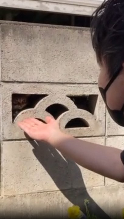 顔をひっこめる子猫