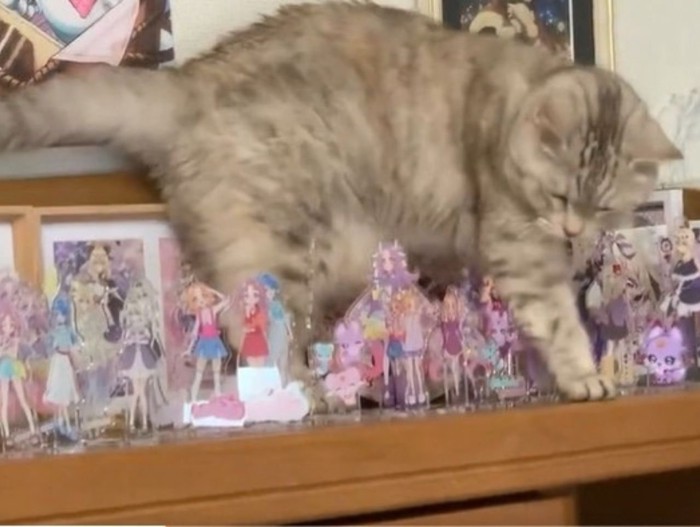 アクリルスタンドが並ぶ棚の上を歩く猫