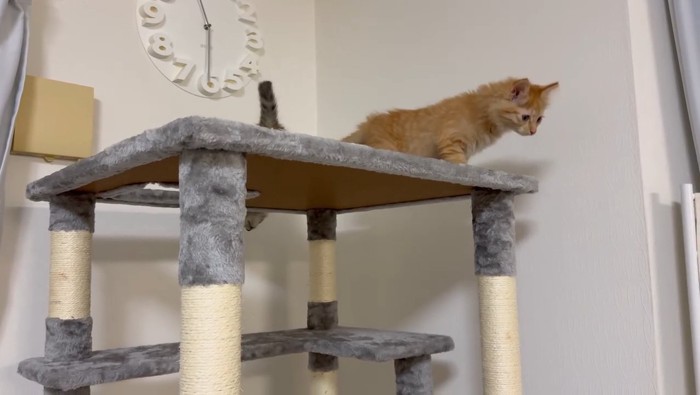 キャットタワーから見下ろす茶トラ猫