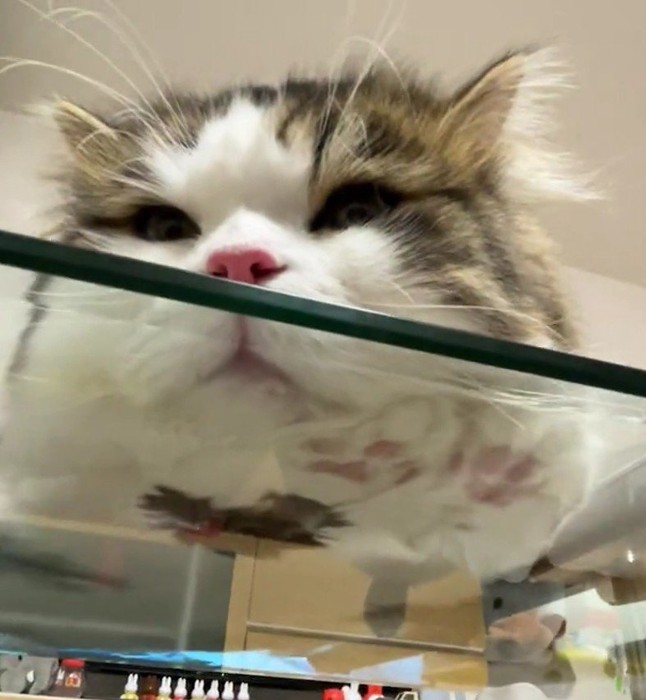 寝そべっている猫