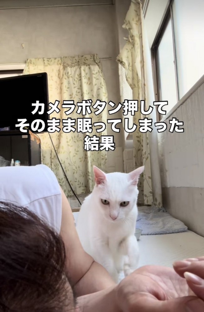 眠るママを起こす白猫