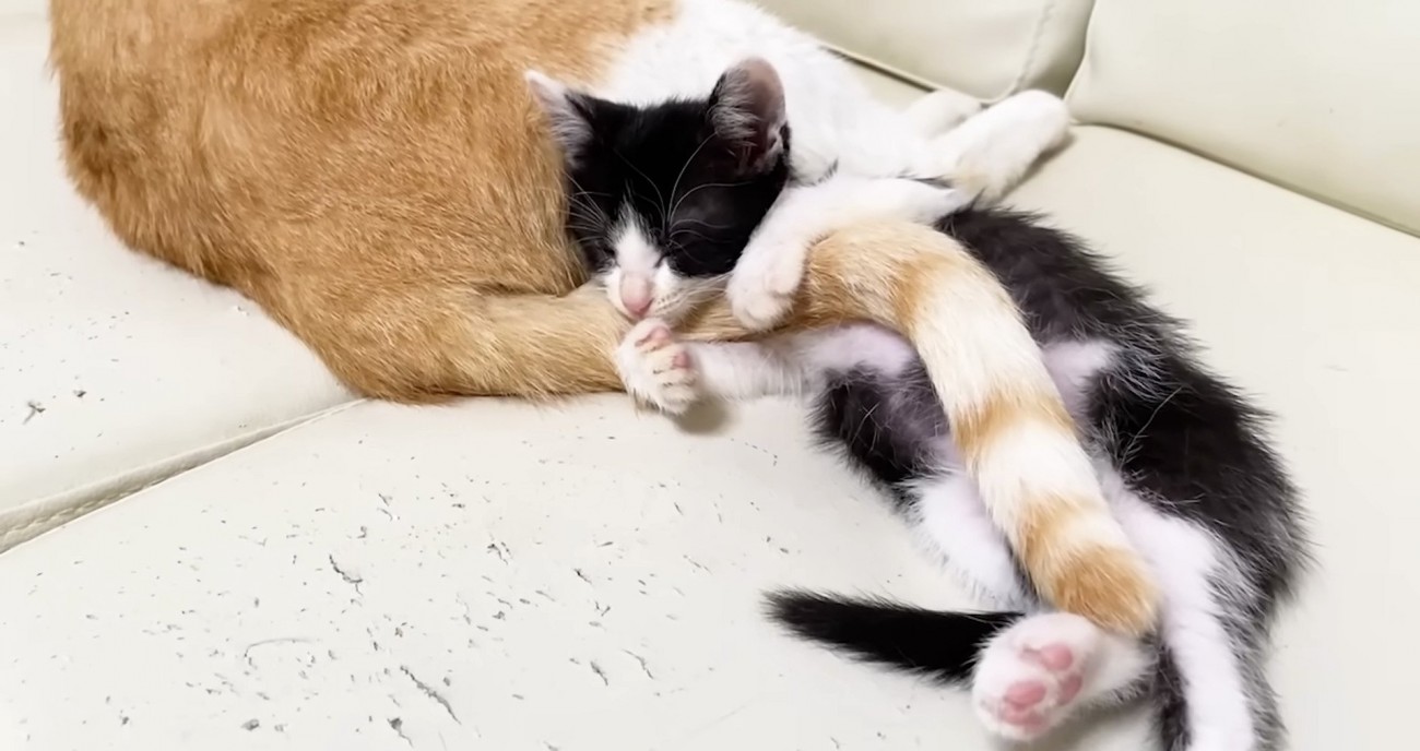 むぎくんの尻尾をぎゅっとするロアちゃん