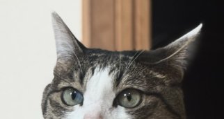 画面左側を見つめる猫の目