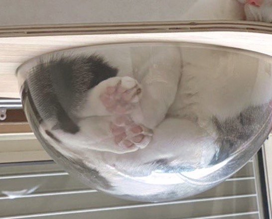 キャットタワーのボウルの中に入っている猫の足