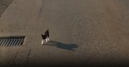 近寄ってくる子猫