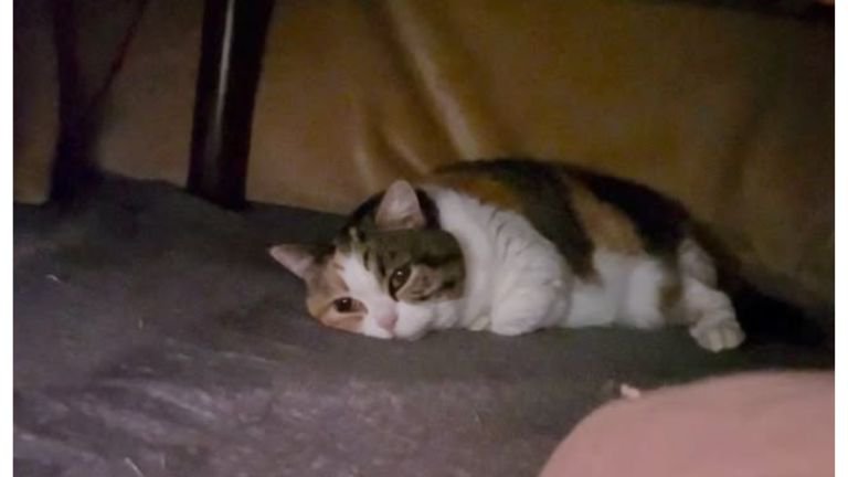 こたつの中の猫