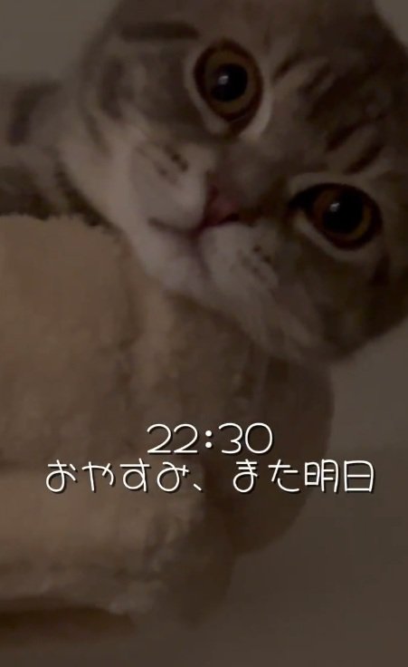 クッションに顔を乗せている猫