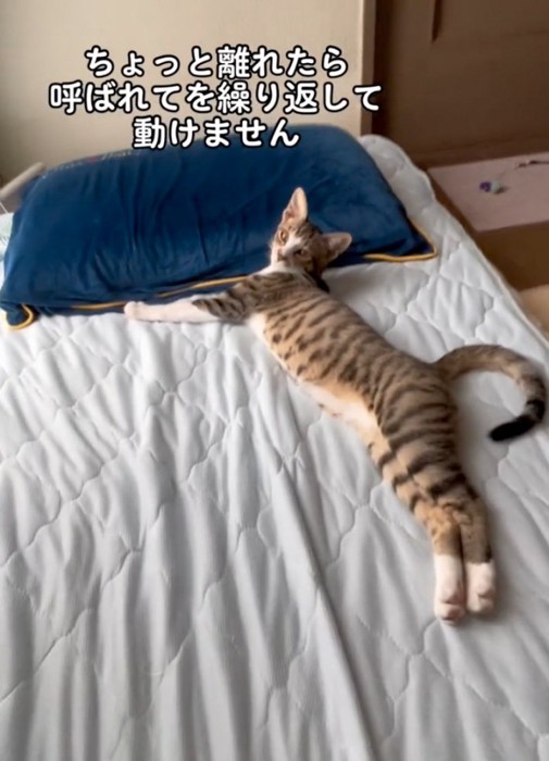 振り返る猫