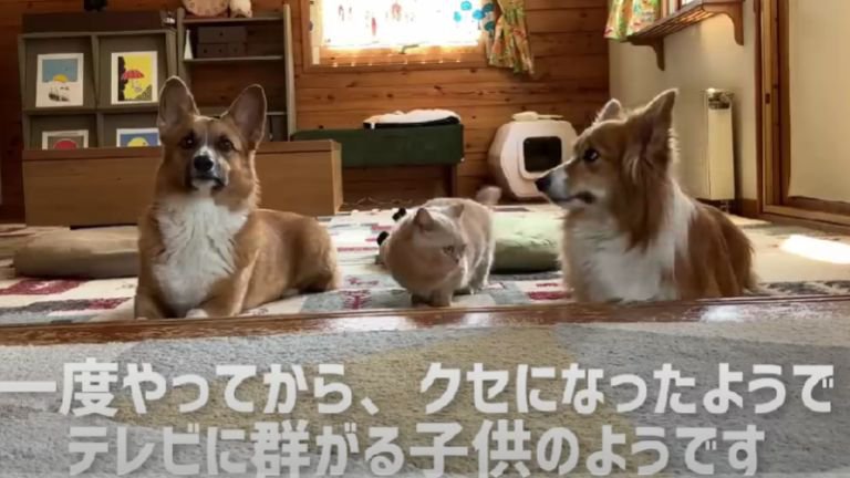 座っている猫と犬