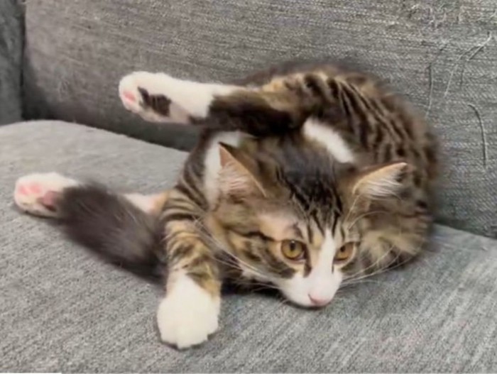 ソファでまどろむ子猫の不思議なポーズ