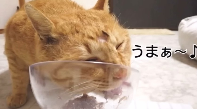 ご飯を食べる猫