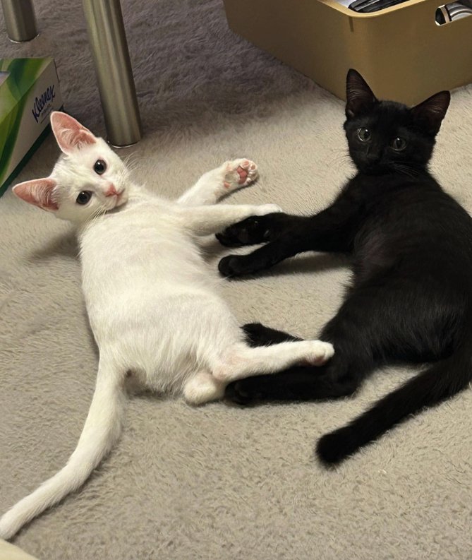 ベッドの上で横になる2匹の猫