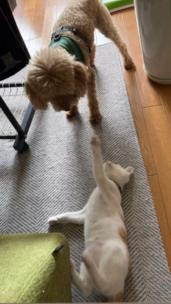 仰向けの猫と猫を見る犬