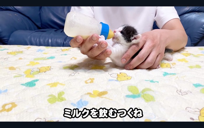 飲む猫