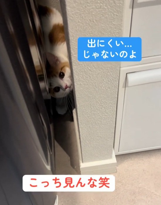 狭い隙間に入る猫