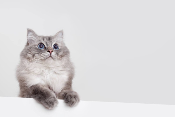 何かを見つめるラグドール