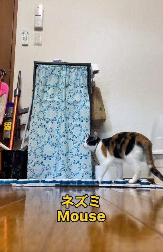 ボタンを押す猫