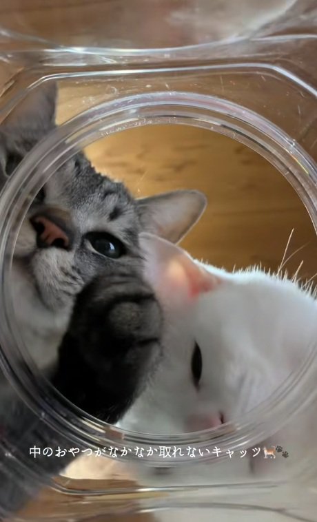 瓶をのぞき込む白猫と手を入れようとするキジトラ猫