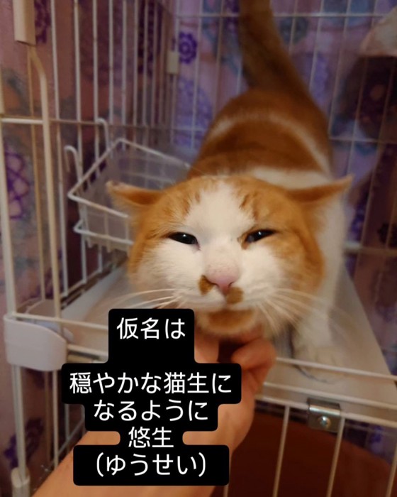 あごをなでられる猫