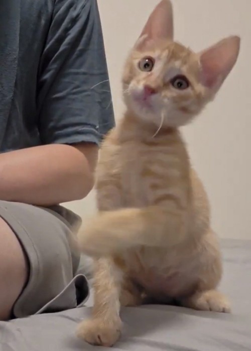 毛づくろい中に前足を空振りする茶トラの子猫