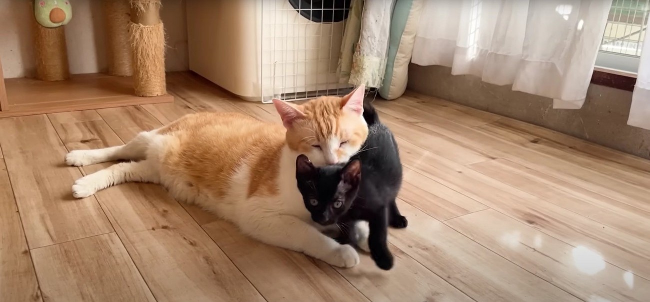 成猫にすり寄る子猫