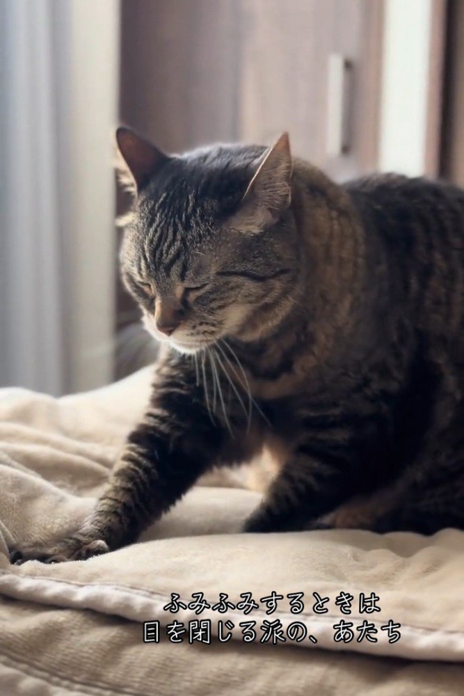 フミフミする猫