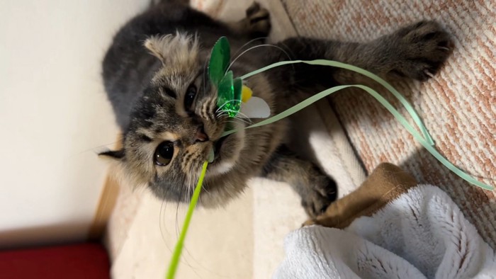 遊んでいる猫