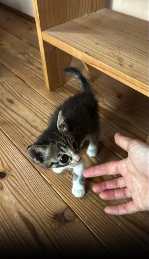 指の匂いを嗅ぐ子猫