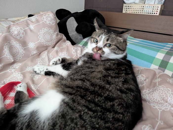 体を舐める猫