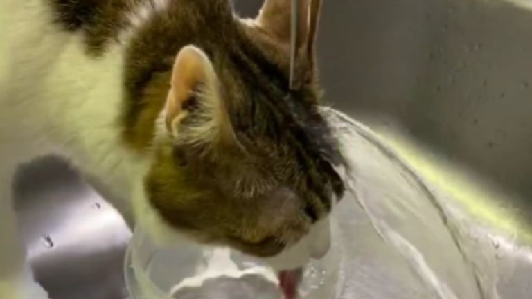 シンクで水を飲む猫