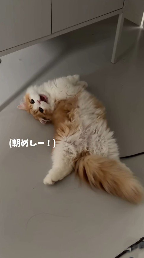ご飯を催促する子猫