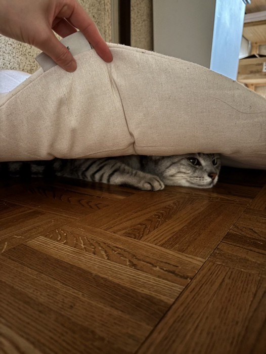 座布団に隠れる猫