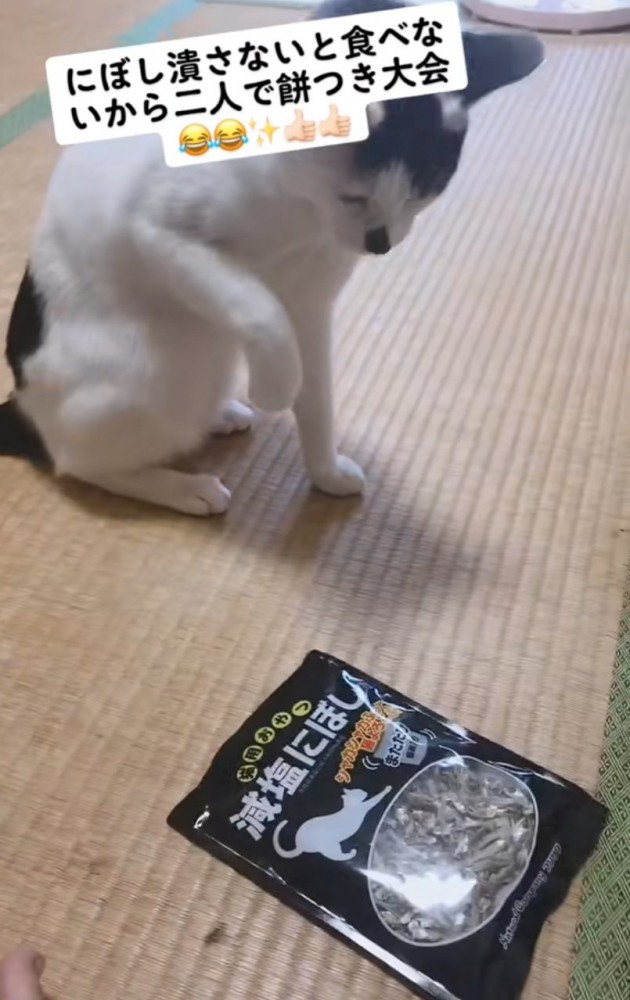 煮干しを見つめる猫