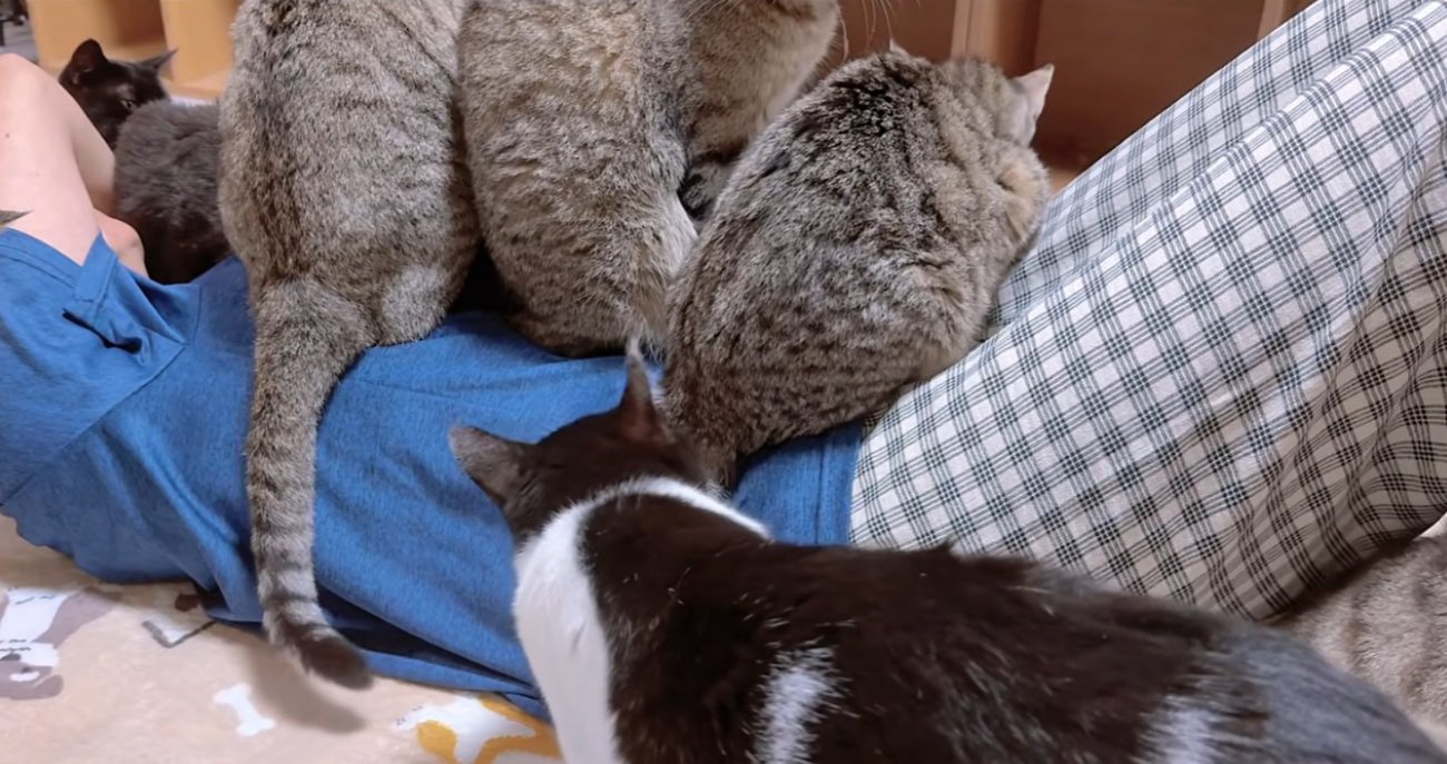 寝ている飼い主のお腹の上に乗る猫