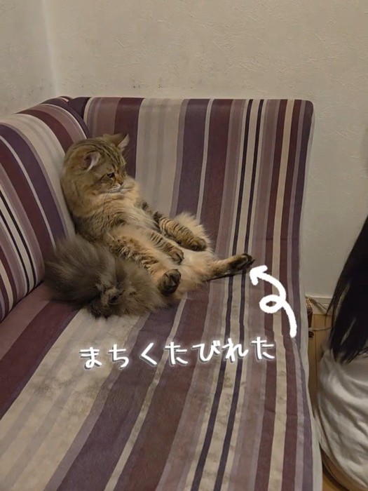 ソファに寄りかかって座る猫