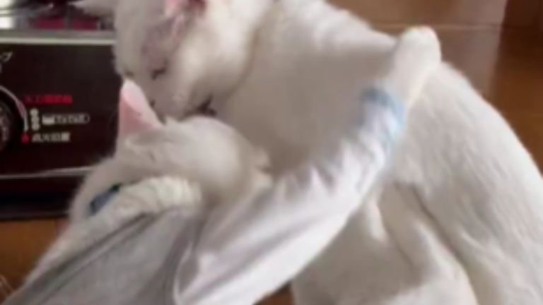 じゃれている猫たち