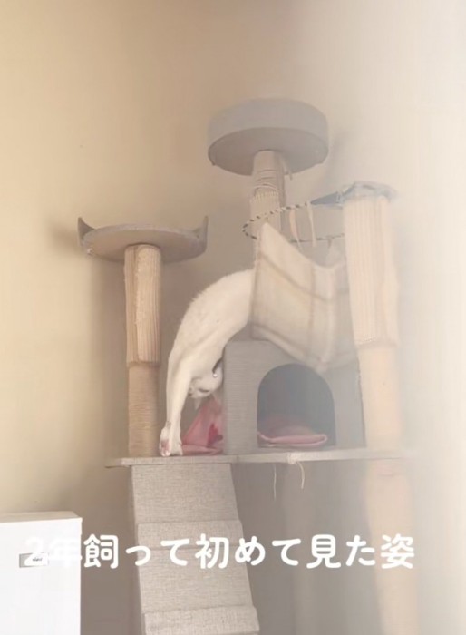 ストレッチする猫