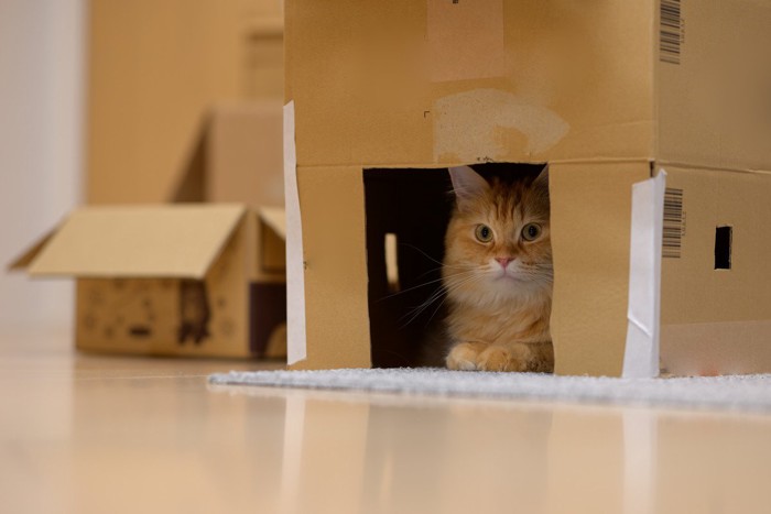 ダンボール箱のハウスの中にいる猫