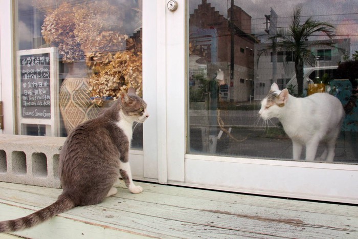 ドアの向こうの猫が気になる猫